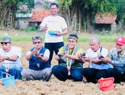 Bersama Petani, Bupati Pamekasan Baddrut Tamam Lakukan Tanam Raya Tembakau