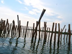 Dari Pagar Laut dan Pengrusakan Mangrove, Mencuat Proyek Senyap Kavling Tanah Pesisir Pamekasan