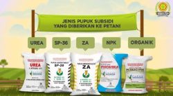 Diduga Jual Pupuk Subsidi di Atas HET, Poktan di Pamekasan Jadi Sorotan