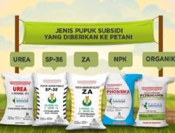 Diduga Jual Pupuk Subsidi di Atas HET, Poktan di Pamekasan Jadi Sorotan