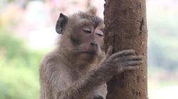 Ini Sembilan Fakta Bocah 5 Tahun di Pamekasan Tewas Diserang Monyet Tetangga