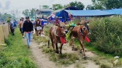 Bertempat di Pamekasan, Karapan Sapi HUT Gagak Rimang Diikuti Puluhan Pasangan Sapi Papan Atas