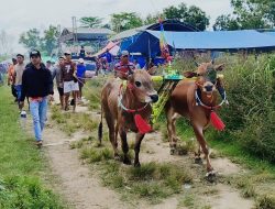 Bertempat di Pamekasan, Karapan Sapi HUT Gagak Rimang Diikuti Puluhan Pasangan Sapi Papan Atas