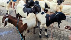 Pemkab Pamekasan Salurkan Sapi dan Kambing Kurban pada Idul Adha 2026
