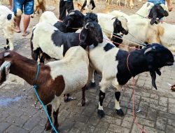 Pemkab Pamekasan Salurkan Sapi dan Kambing Kurban pada Idul Adha 2026